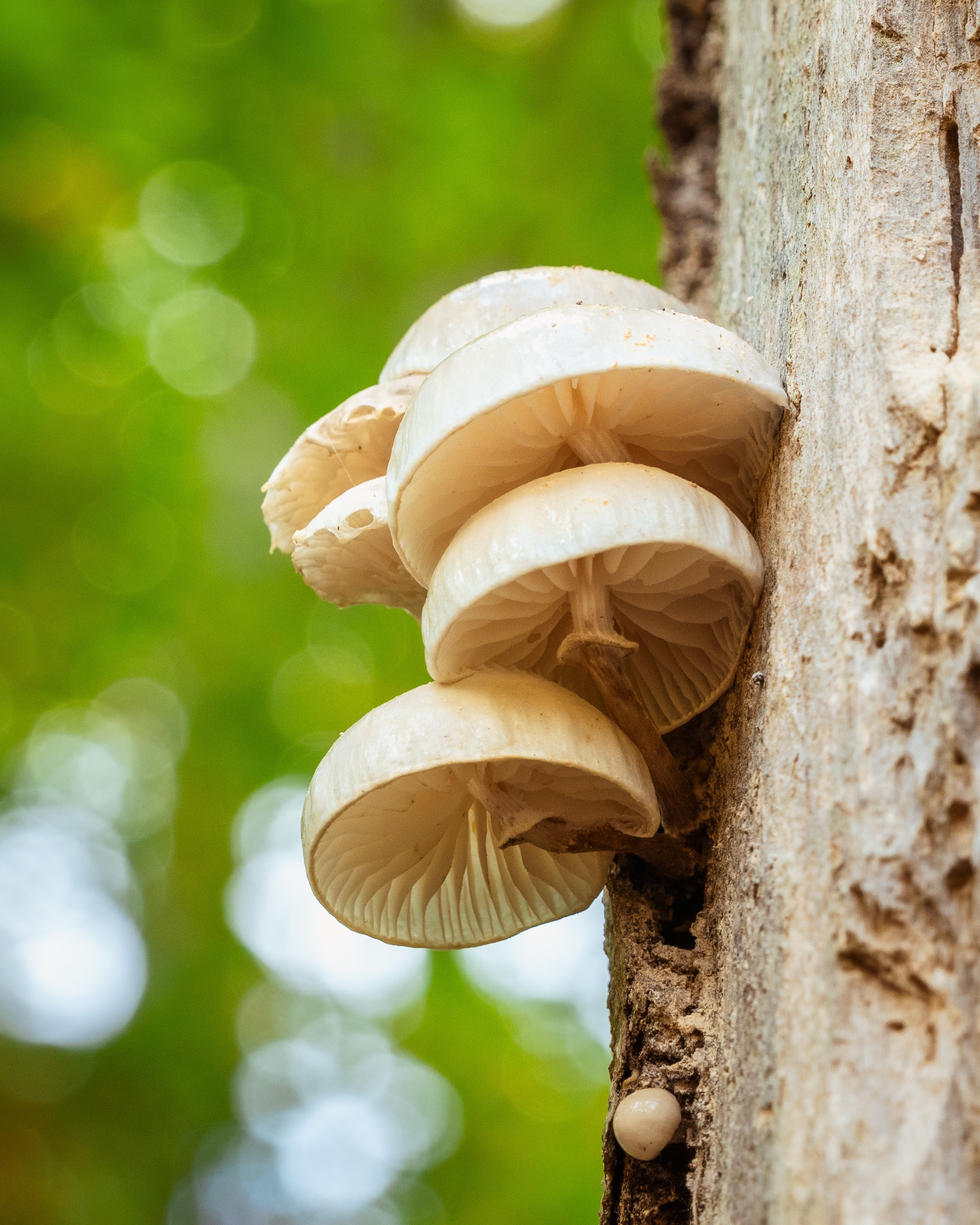 Mushrooms on a tree trunk backlit, close-up taken with a Sigma 28–105mm lens